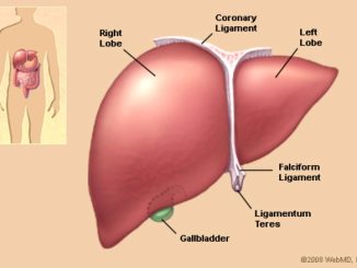 Functions of the liver