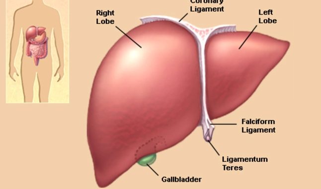 Functions of the liver